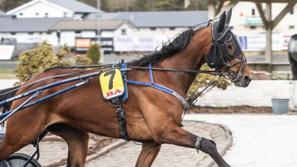 Ingen fare for tørke på hestefronten