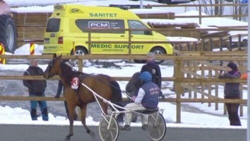 Bitt av hest