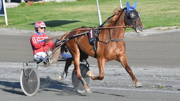 Dominans, galopp og slåsskamp
