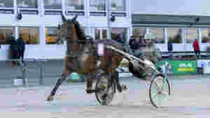 Auksjonsdyring til Hamre