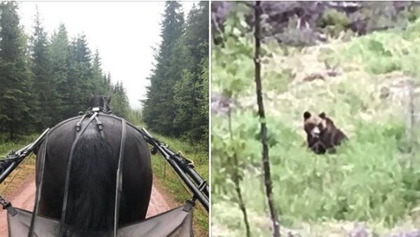 Møtte bjørn på treningstur