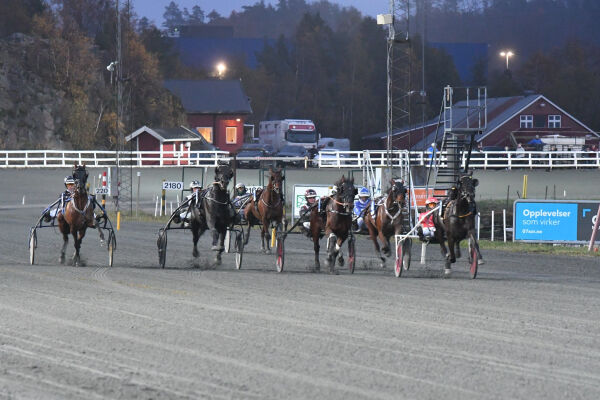 Hjerteflimmer på hest skal hjelpe mennesker