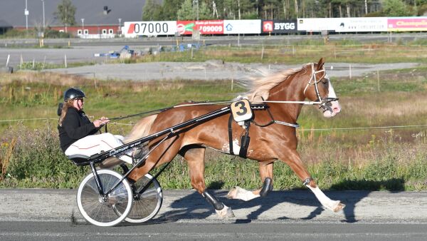 Fra regnskap til stall