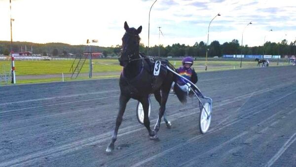 Deler ut unghester til unge travtrenere