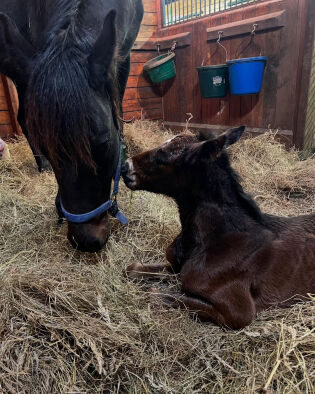 Hingsten sammen med mamma Lady Ann.
 Foto: Elizabeth Caldwell