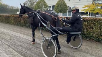 Får fire spennende hester med til Frankrike