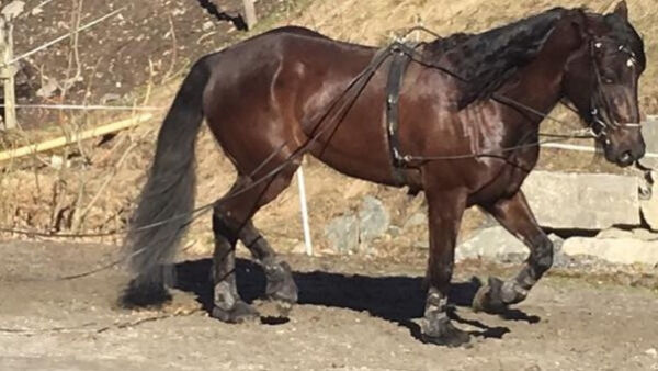Slo åring som lå nede
