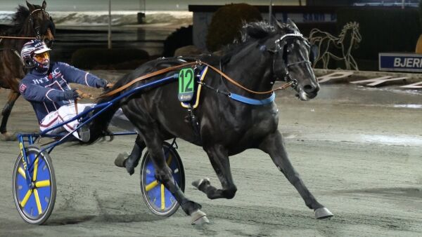 Elitehest til Thor Borg