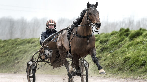 Hingsteandel til 800.000