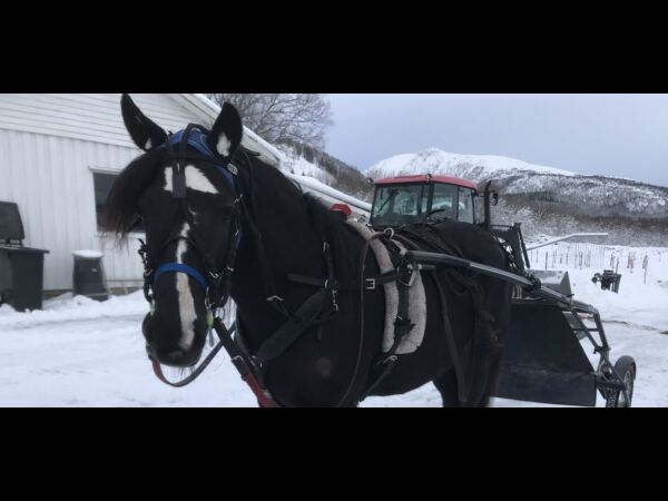 Gleder seg til den vinner
