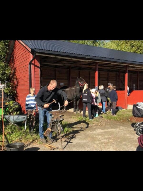 Islandhester inntar travstall