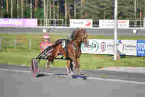 Debuterer i avl