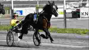 Topphest til Brenne