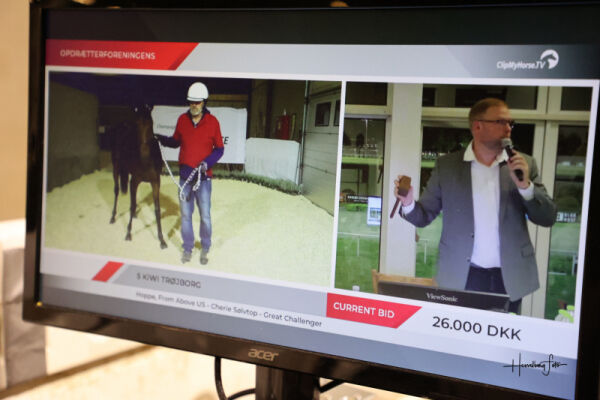 Millionpott til auksjonshester