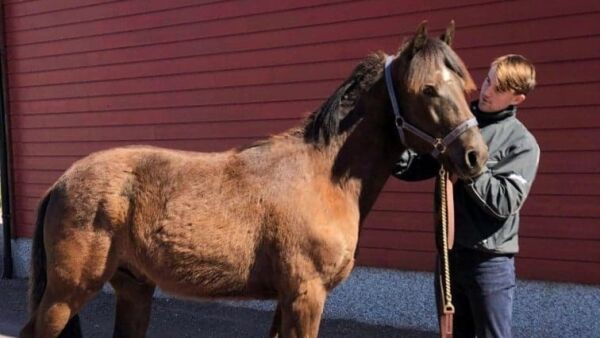 Mistet hest i tragedien