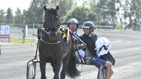 - En potensiell elitehest