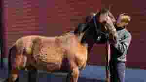 Mistet hest i tragedien