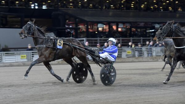 Ny hest klar