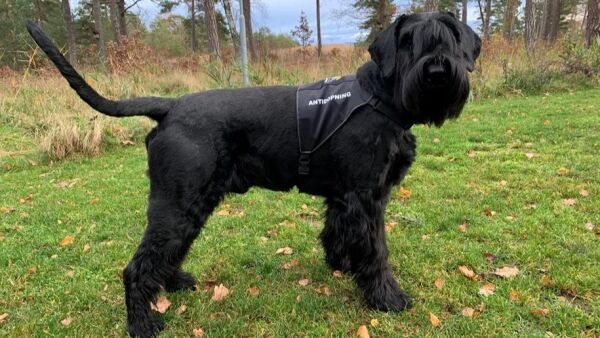 Denne hunden blir juksernes skrekk
