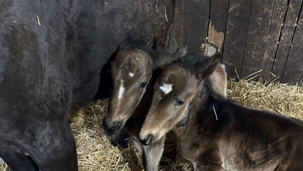 Hedret etter brann, bøtelagt heste-smugling og fødte tvillinger