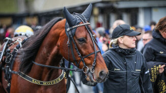 San Moteur klar for Prix d’Amerique