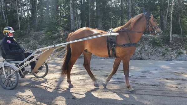 Finnehest til Tjomsland