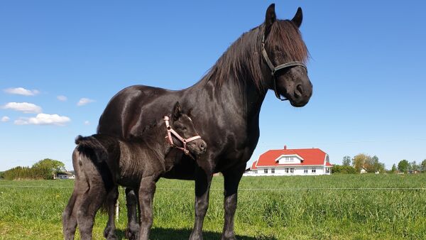 Så fikk andelslaget sin hest