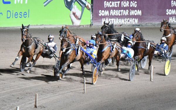 Norsk auksjonskjøp, saftige bøter og topphingst bytter stutteri