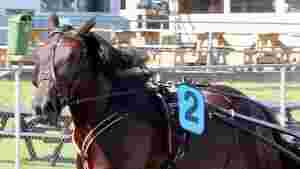 Tre starthester til Norge
