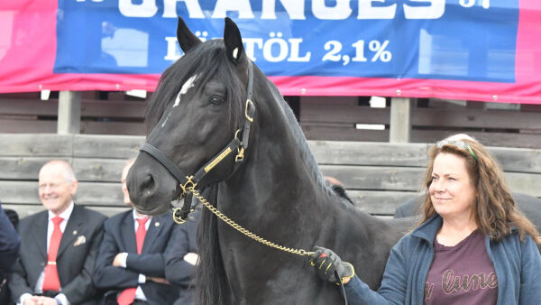 Månlykke A.M. skadet
