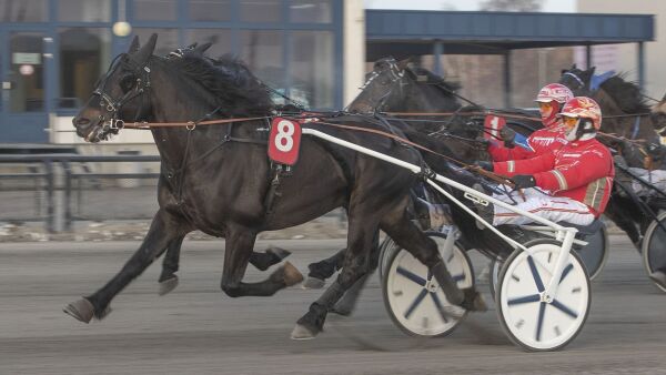 Topphest til Borg