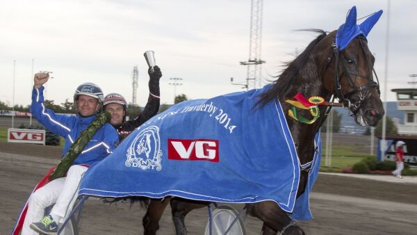 Elitehest til salgs