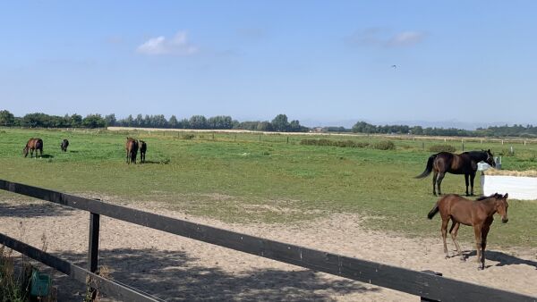 Auksjonsstart, 87-åring på topp og strykning