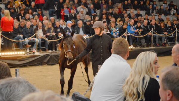 Livesending av auksjonsfinalen