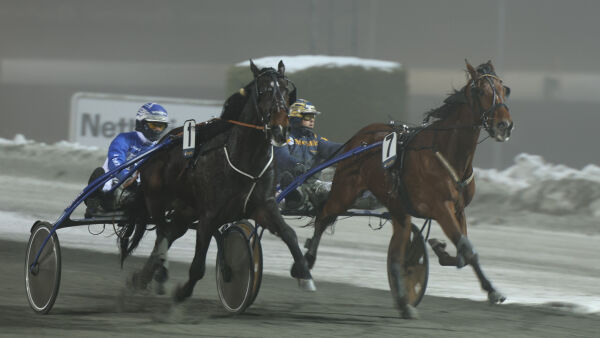 - En hest i flott utvikling