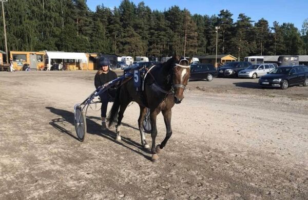 - Uten hestene hadde jeg ikke hatt noen jobb