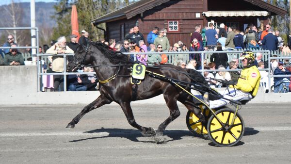Talentfull hoppe drektig
