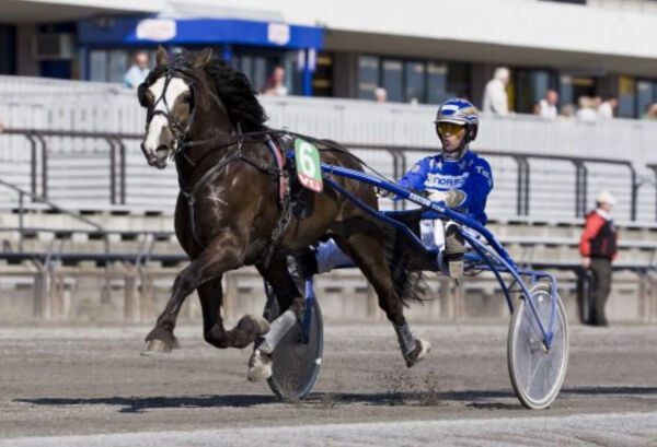 Enorme tall fra championhingsten