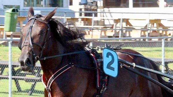 Tre starthester til Norge