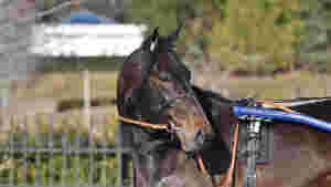 Sjokkcomeback for OGP-hest, Prix de France-hestene og ny sportssjef