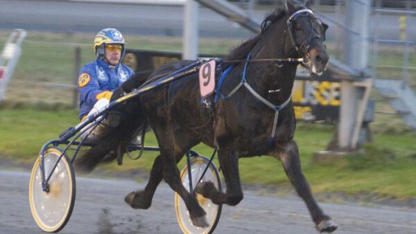 - En fantastisk hest på alle måter
