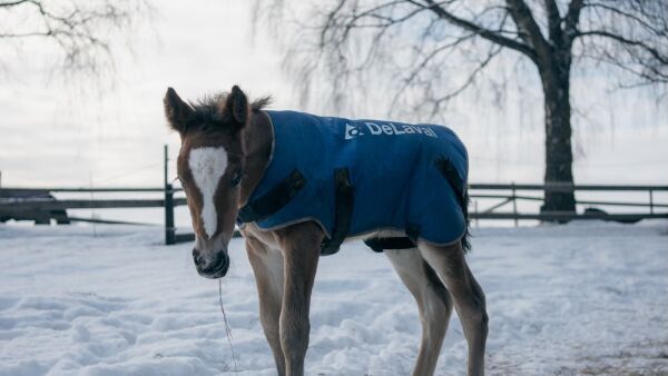 Skal engasjere barn og unge i travsporten