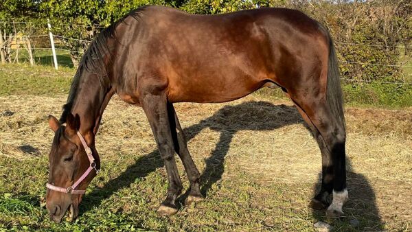Elitloppsvinneren sliter