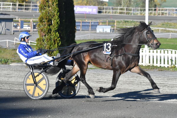 Fine hester til Gotling