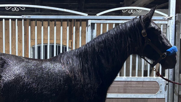 Betalte 200.000 for bedekningsrett
