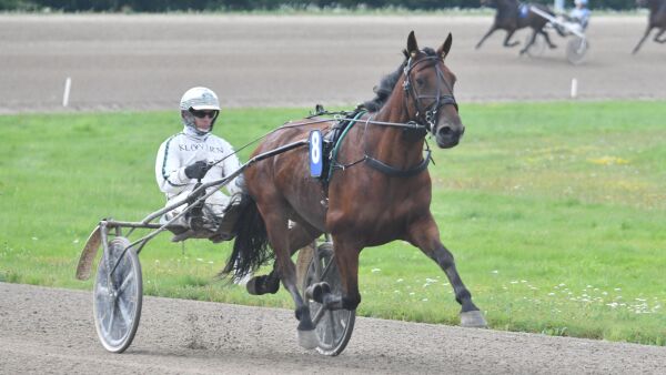 Avlivet topphingst, disse ble hedret og flyttet vinnerhest
