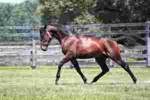 Delvis norskeid topphingst avlivet