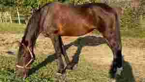 Elitloppsvinneren sliter