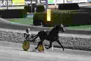 Allerede champion, Breeders Crown og bare Click Bait