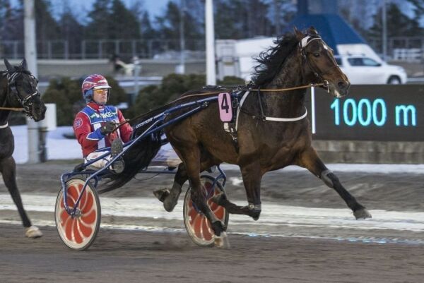 Avlivet etter at den hang fast